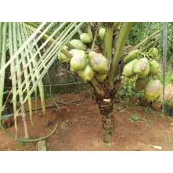Top Coconut Plant